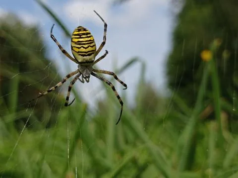 A yellow-black predatory spider on the web Stock Photos