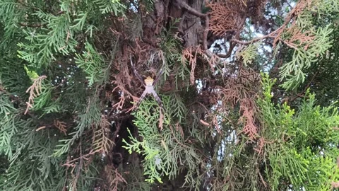 Yellow black spider resting on web in pine tree branches Stock Footage 347693051