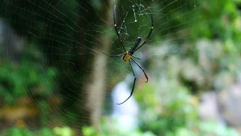 Yellow black spider sitting on cobweb Stock Footage 95656693
