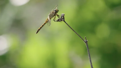 Yellow black striped dragonfly perched on dry stem with green bokeh background Stock Footage 338009743