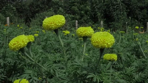 Yellow Bloom Elegance  A Garden Gem 스톡 동영상 323990300