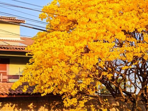 Yellow Bloom of Ipe Stock Photos