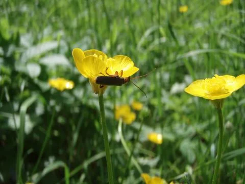 Yellow bloom Fotos Stock
