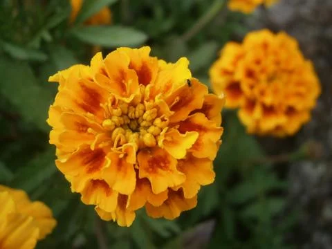 Yellow bloom 写真素材