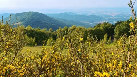 Yellow blooming broom shrub on alpine slope with green mountain view Stock Footage 336096470