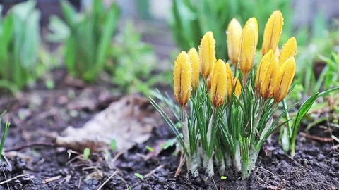 Yellow blooming crocuses with water drops  Stock Footage 73615768