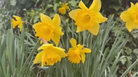 Yellow blooming daffodils moving slow motion Stock Footage 330743304