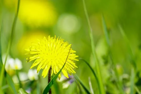 Yellow blooming dandelion close-up in the meadow. Spring flower in the sun. Stock Photos