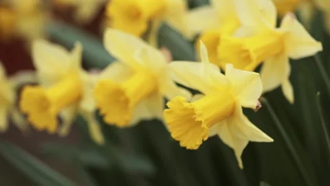 Yellow blooming easter daffodil flowers, spring forward, springtime Stock Footage 300167380