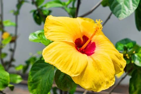 Yellow blooming flower selective focus Stock Photos