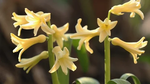 Yellow blooming hyacinths. Low angle. Stock-Footage 127422954