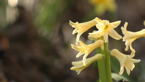 Yellow blooming hyacinths. Low angle. Stock Footage 127423346