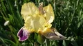 Yellow blooming Iris flower close up in botanic garden 4k or 4k+ Resolution