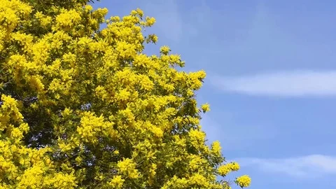 Yellow blooming of mimosa tree in spring Stock Footage 75225887