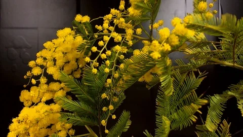 Yellow blooming of mimosa tree in spring Stock Footage 88596804