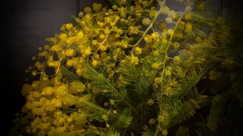 Yellow blooming of mimosa tree in spring Stock Footage 88649327