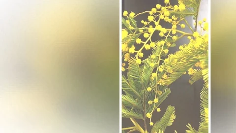 Yellow blooming of mimosa tree in spring Stock Footage 88679889
