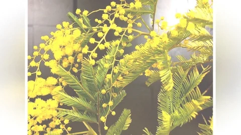 Yellow blooming of mimosa tree in spring Stock Footage 88714768