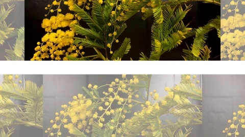 Yellow blooming of mimosa tree in spring Stock Footage 88800626