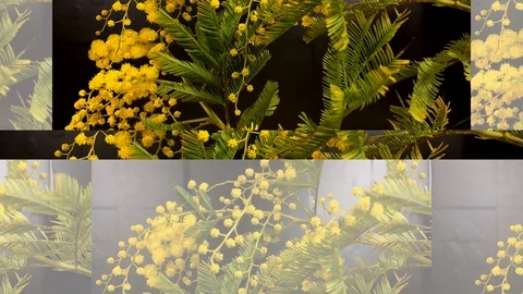 Yellow blooming of mimosa tree in spring Stock Footage 88829755