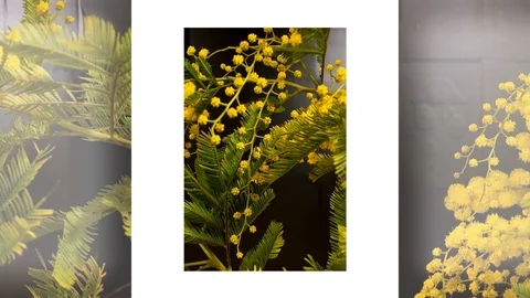 Yellow blooming of mimosa tree in spring Stock Footage 88896817