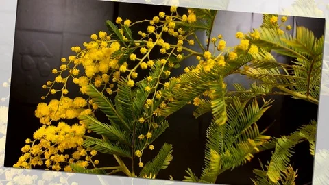 Yellow blooming of mimosa tree in spring Stock Footage 88927898