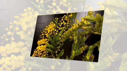 Yellow blooming of mimosa tree in spring Stock Footage 88933706