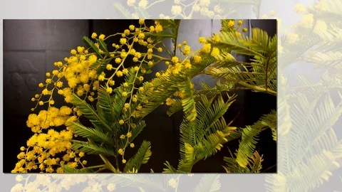Yellow blooming of mimosa tree in spring Stock Footage 88968293