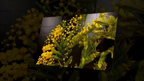 Yellow blooming of mimosa tree in spring Stock Footage 88996208