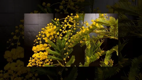 Yellow blooming of mimosa tree in spring Stock Footage 89067582