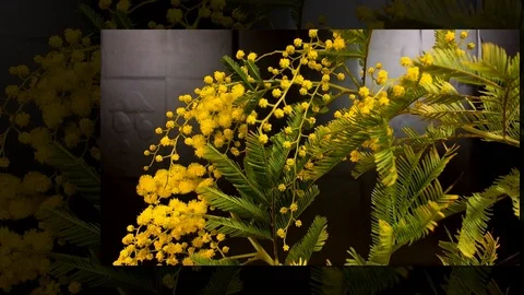 Yellow blooming of mimosa tree in spring Stock Footage 89124488