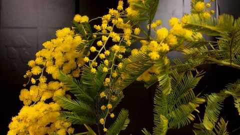 Yellow blooming of mimosa tree in spring Stock Footage 89125522