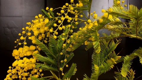 Yellow blooming of mimosa tree in spring Stock Footage 89127526