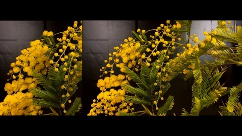 Yellow blooming of mimosa tree in spring Stock Footage 89129881