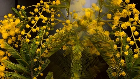Yellow blooming of mimosa tree in spring Stock Footage 89134373