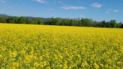 Yellow blooming rape field, 4K Stock Footage 159727284
