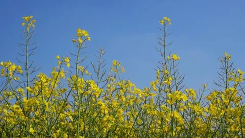Yellow blooming rapeseed with bees flying on blue sky Stock Footage 152988972