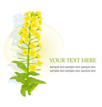 Yellow blooming rapeseed Stock Illustration