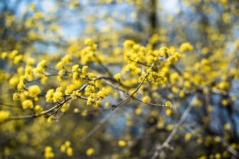 Yellow blooming shrub Stock Photos