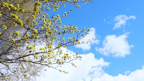 Yellow blooming tree in blue sky springtime Stock Footage 154386333