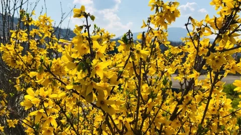 Yellow blooming tree Vídeos de archivo 341437973