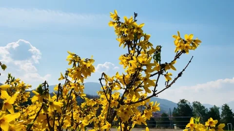Yellow blooming tree Stock Footage 341439370