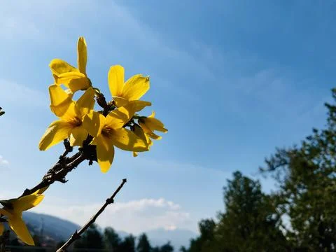 Yellow blooming tree Stock Photos