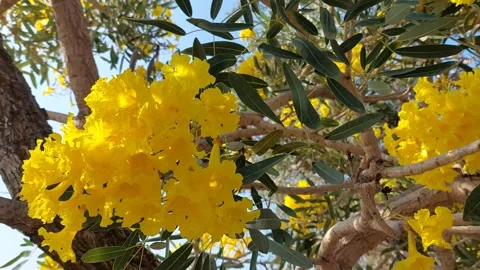 Yellow Blooming Trees Stock Footage 286295602