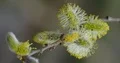 Yellow blooming willow catkin flowers close up in spring season 4k or 4k+ Resolution
