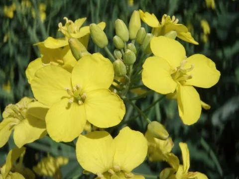 Yellow blooms Foto stock