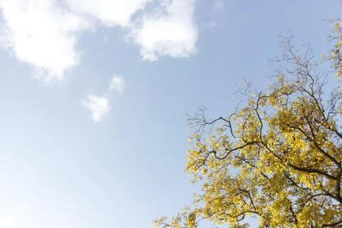 Yellow blossom ginko tree on blue sky Stock Photos