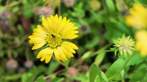 Yellow Blossom Moving Gently in the Wind with little bee Stock Footage 344673637