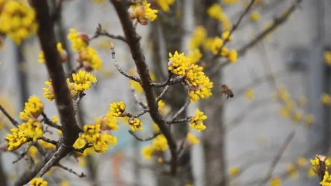 Yellow blossom of tree in spring , bee works with flowers collecting pollen,4 k Stock Footage 173232655