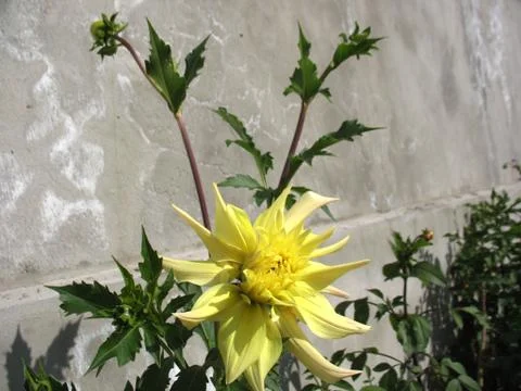 Yellow blossoming of aster Stock Photos